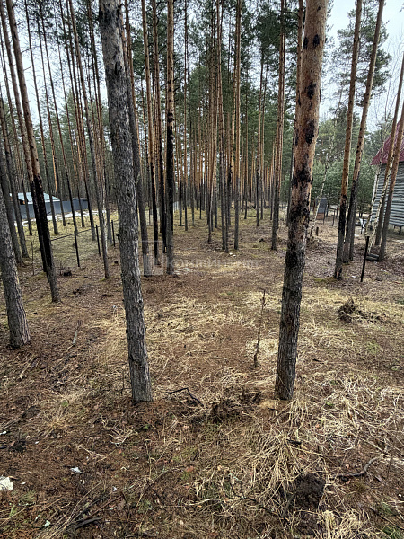 Улыбышево п.: участок 11 соток
