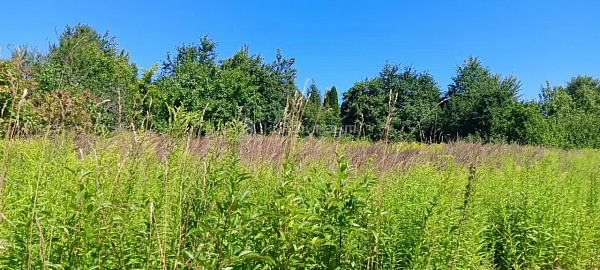 Бродницы д.: участок 15 соток